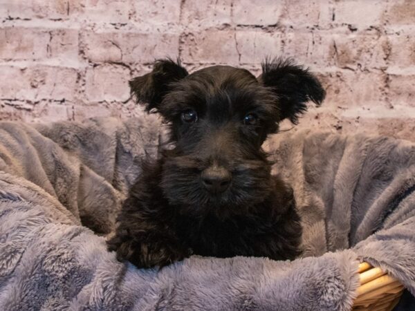 Scottish Terrier- Available 10/6-DOG-Male-Black-570-PetCenter Old Bridge, New Jersey