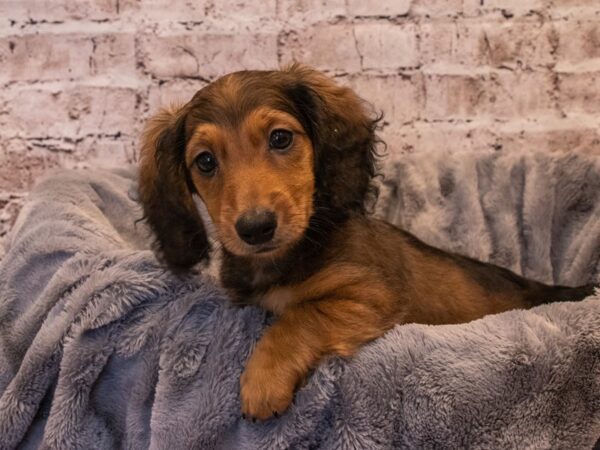 Dachshund- Available 10/6-DOG-Male-Red-573-PetCenter Old Bridge, New Jersey