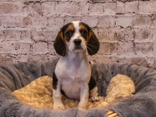 Beaglier- Available 10/6-DOG-Female-Black Brown and White-574-PetCenter Old Bridge, New Jersey