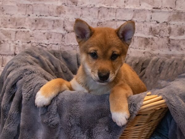 Shiba Inu- Available 10/6-DOG-Male-Red Sesame-571-PetCenter Old Bridge, New Jersey