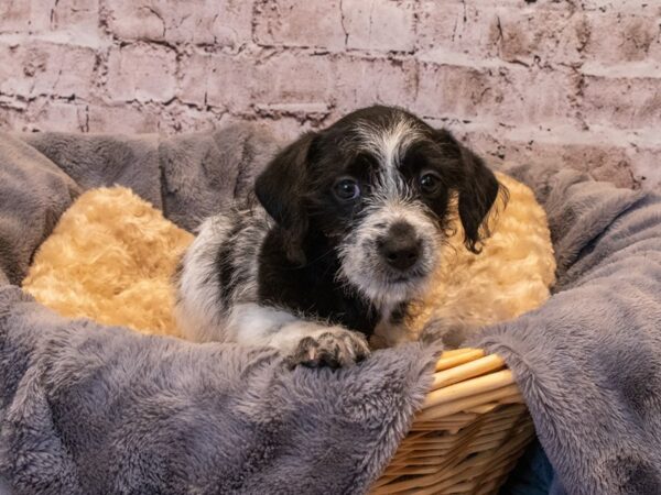 Dorkie- Available 10/6-DOG-Male-Black and White-569-PetCenter Old Bridge, New Jersey
