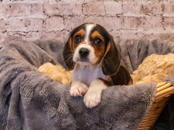 Beaglier- Available 10/6-DOG-Male-Black Brown and White-575-PetCenter Old Bridge, New Jersey