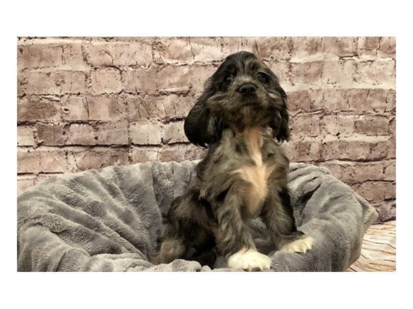 Cocker Spaniel- Available 10/13-DOG-Female-Blue Roan-582-PetCenter Old Bridge, New Jersey