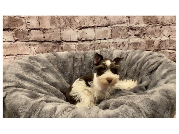 Miniature Schnauzer- Available 10/13-DOG-Male-Chocolate / White-578-PetCenter Old Bridge, New Jersey