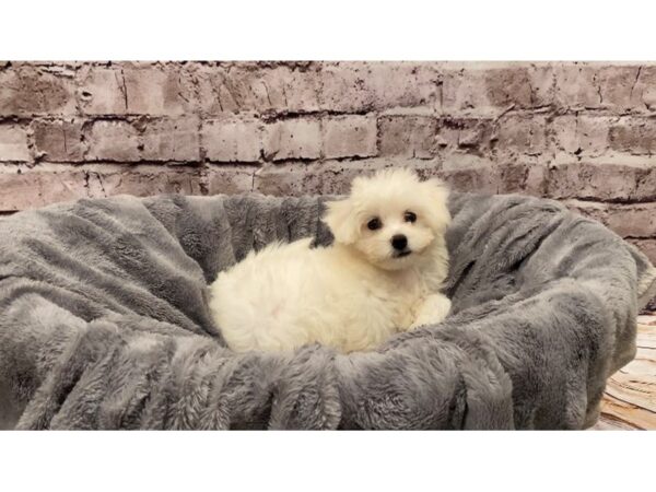 Bichon Frise- Available 10/13-DOG-Female-White-577-PetCenter Old Bridge, New Jersey
