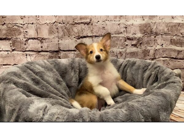Shetland Sheepdog- Available 10/13-DOG-Male-Merle-584-PetCenter Old Bridge, New Jersey