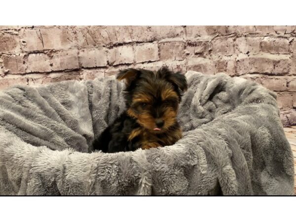 Yorkshire Terrier- Available 10/13-DOG-Male-Black and Gold-597-PetCenter Old Bridge, New Jersey