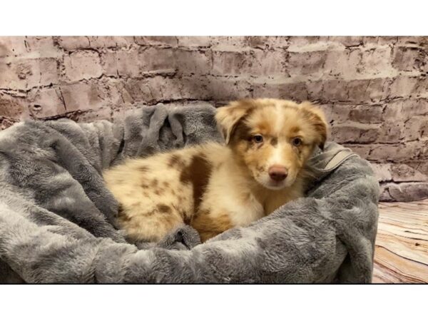 Australian Shepherd- Available 10/13-DOG-Male-Red Merle-592-PetCenter Old Bridge, New Jersey