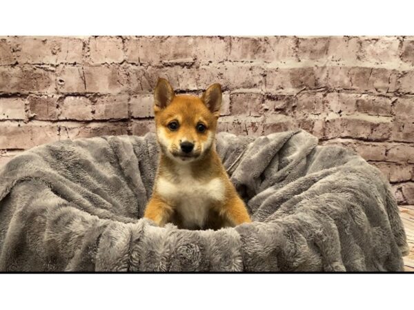 Shiba Inu- Available 10/13-DOG-Male-Red-599-PetCenter Old Bridge, New Jersey