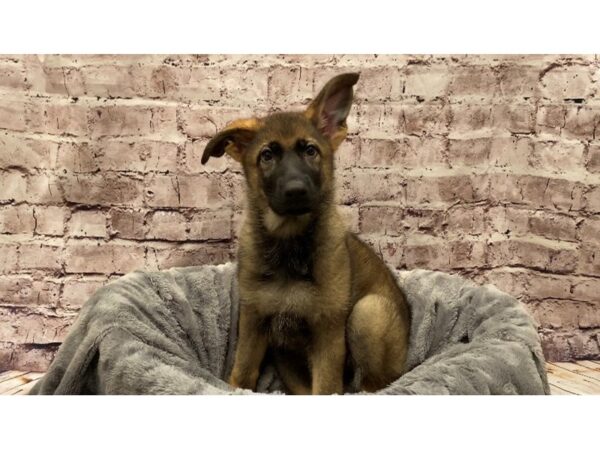 German Shepherd- Available 10/13-DOG-Female-Sable-600-PetCenter Old Bridge, New Jersey