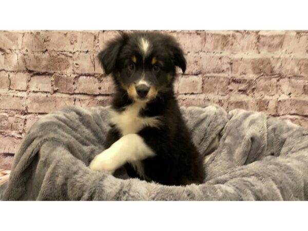 Miniature Australian Shepherd- Available 10/13-DOG-Female-Black White and Brown-596-PetCenter Old Bridge, New Jersey
