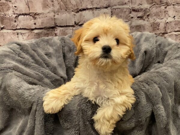 Cavachon- Available 10/13-DOG-Male-Cream-591-PetCenter Old Bridge, New Jersey