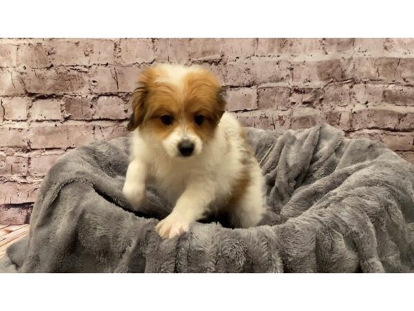 Pom-A-Poo- Available 10/13-DOG-Female-Red and White-593-PetCenter Old Bridge, New Jersey
