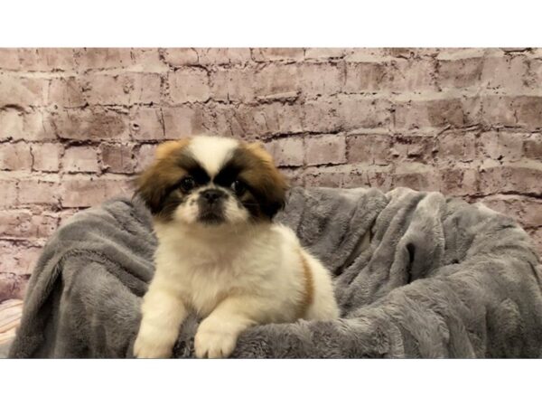 Pekingese- Available 10/13-DOG-Male-Red-594-PetCenter Old Bridge, New Jersey