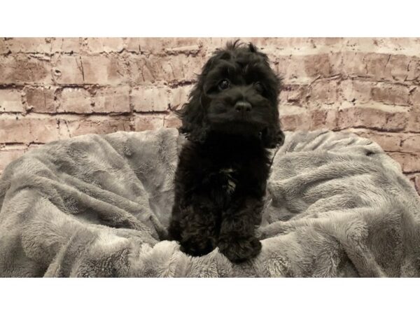 Cockapoo- Available 10/13-DOG-Female-Black / White-588-PetCenter Old Bridge, New Jersey