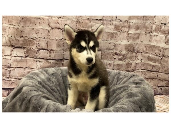 Siberian Husky- Available 10/13-DOG-Male-Black / White-585-PetCenter Old Bridge, New Jersey