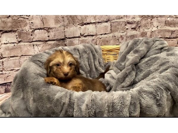 Havanese- Available 10/13-DOG-Female-Chocolate-580-PetCenter Old Bridge, New Jersey