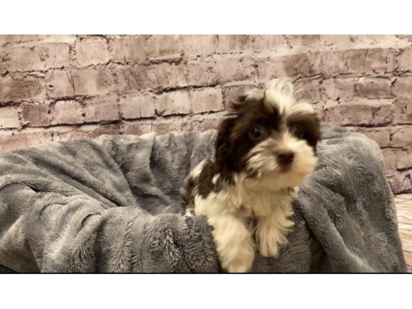 Havanese- Available 10/13-DOG-Female-Chocolate-589-PetCenter Old Bridge, New Jersey