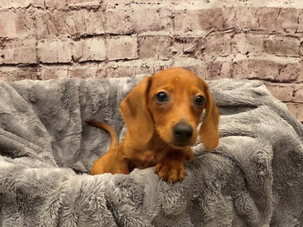 Dachshund- Available 10/13-DOG-Female-Red-586-PetCenter Old Bridge, New Jersey