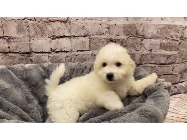 Bichon Poo- Available 10/13-DOG-Male-White-587-PetCenter Old Bridge, New Jersey