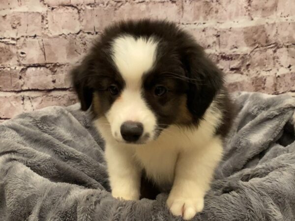Miniature American Shepherd- Available 10/13-DOG-Female-Black White / Tan-579-PetCenter Old Bridge, New Jersey