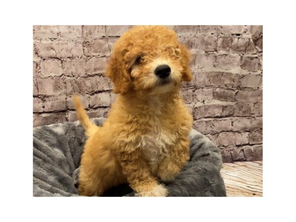 Mini Goldendoodle 2nd Gen- Available 10/13-DOG-Male-Apricot-598-PetCenter Old Bridge, New Jersey