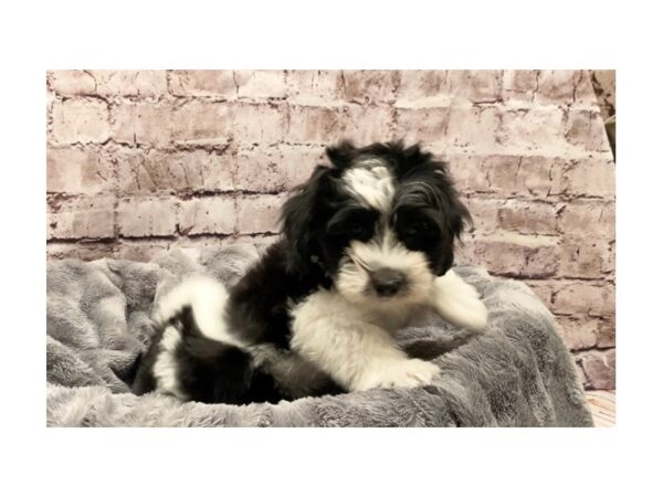 Coton De Tulear- Available 10/13-DOG-Male-Black / White-581-PetCenter Old Bridge, New Jersey