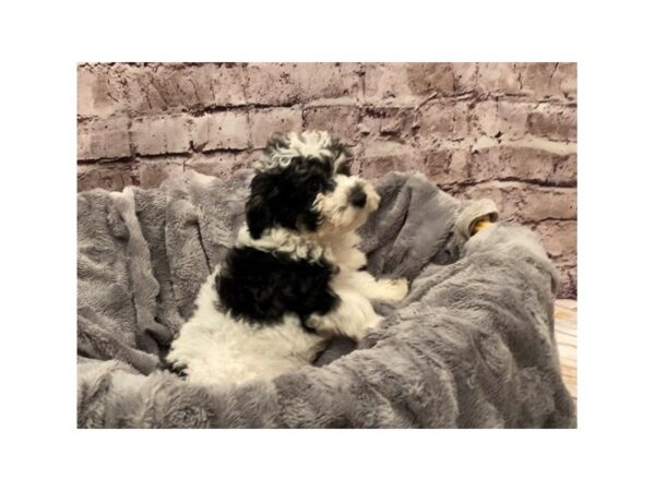Poodle- Available 10/13-DOG-Female-Black White / Tan-590-PetCenter Old Bridge, New Jersey