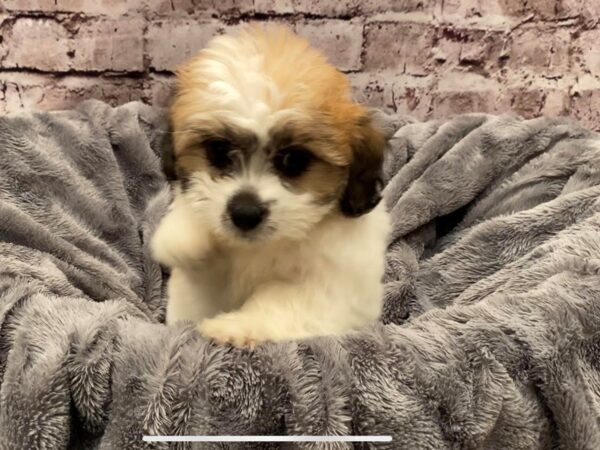 Teddy Bear- Available 10/13-DOG-Female-Chocolate / White-583-PetCenter Old Bridge, New Jersey