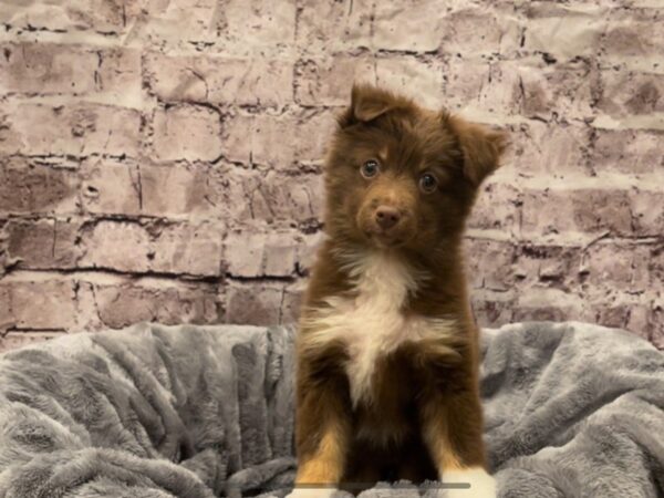 Miniature Australian Shepherd- Available 10/20-DOG-Female-Red and White-611-PetCenter Old Bridge, New Jersey