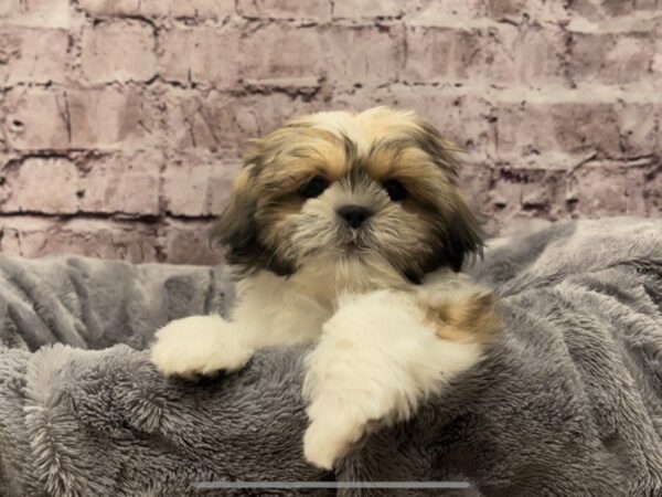 Shih Tzu- Available 10/20-DOG-Female-Black / White-602-PetCenter Old Bridge, New Jersey