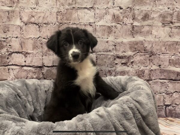 Australian Shepherd- Available 10/20-DOG-Female-Black and White-608-PetCenter Old Bridge, New Jersey