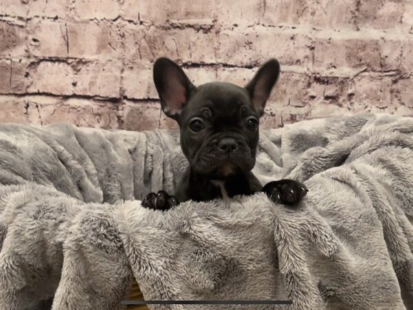 French Bulldog- Available 10/20-DOG-Female-Black-603-PetCenter Old Bridge, New Jersey