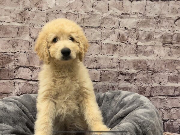 Goldendoodle- Available 10/20-DOG-Male-Light Golden-612-PetCenter Old Bridge, New Jersey