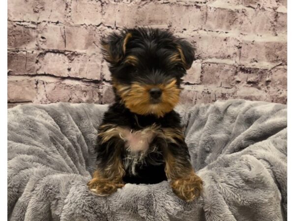 Yorkshire Terrier- Available 10/20-DOG-Male-Black and Tan-616-PetCenter Old Bridge, New Jersey