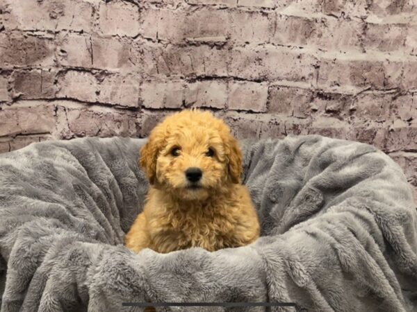 Mini Goldendoodle 2nd Gen- Available 10/20-DOG-Male-Apricot-609-PetCenter Old Bridge, New Jersey