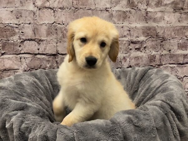 Golden Retriever- Available 10/20-DOG-Female-Light Golden-614-PetCenter Old Bridge, New Jersey