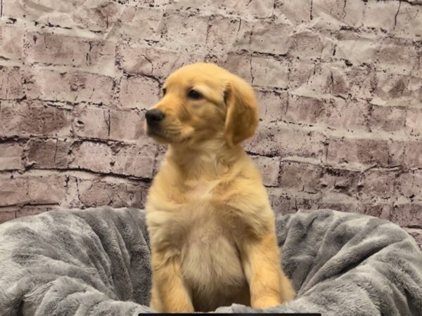Golden Retriever- Available 10/20-DOG-Male-Golden-615-PetCenter Old Bridge, New Jersey