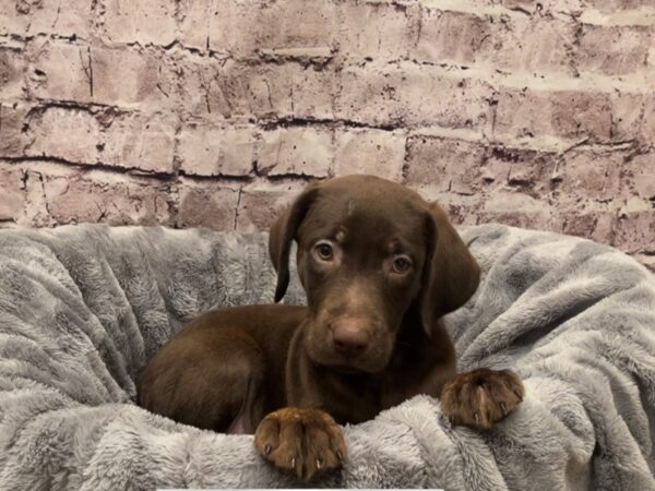 Labrador Retriever- Available 10/20-DOG-Male-Chocolate-613-PetCenter Old Bridge, New Jersey