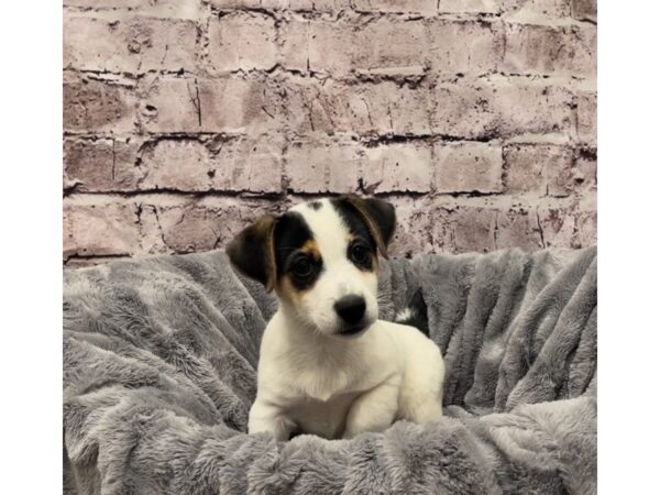 Jack Russell Terrier- Available 10/20-DOG-Male-Black White / Tan-606-PetCenter Old Bridge, New Jersey