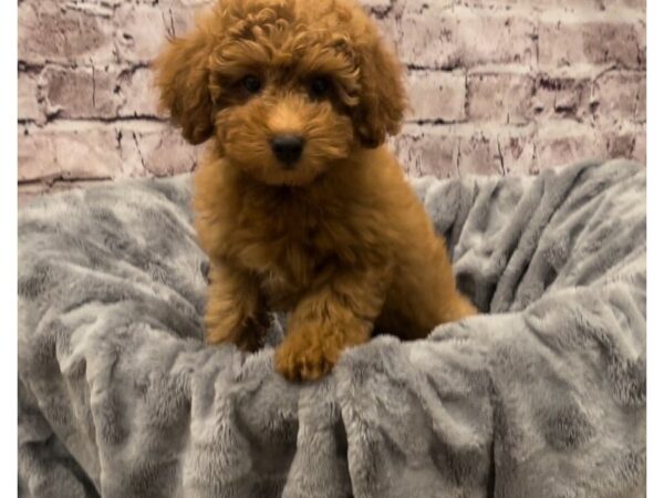 Poodle- Available 10/20-DOG-Male-Red-604-PetCenter Old Bridge, New Jersey