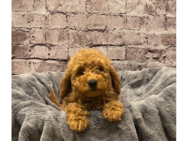 Mini Goldendoodle 2nd Gen- Available 10/20-DOG-Female-Red-610-PetCenter Old Bridge, New Jersey