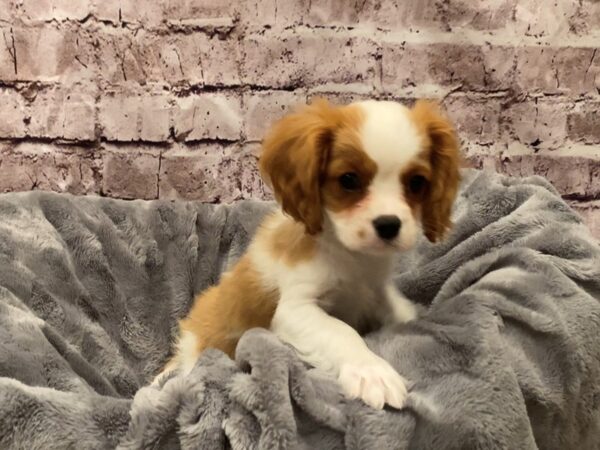 Cavalier King Charles Spaniel- Available 10/20-DOG-Male-Blenheim-607-PetCenter Old Bridge, New Jersey