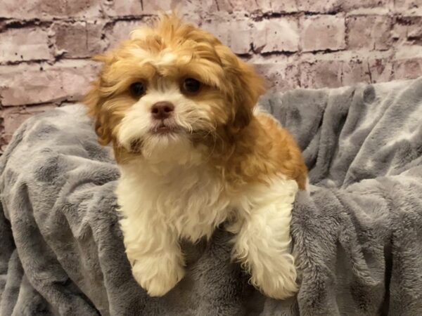 Teddy Bear- Available 10/20-DOG-Male-Brown / White-601-PetCenter Old Bridge, New Jersey
