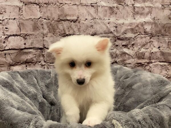 American Eskimo- Available 10/27-DOG-Male-White-629-PetCenter Old Bridge, New Jersey