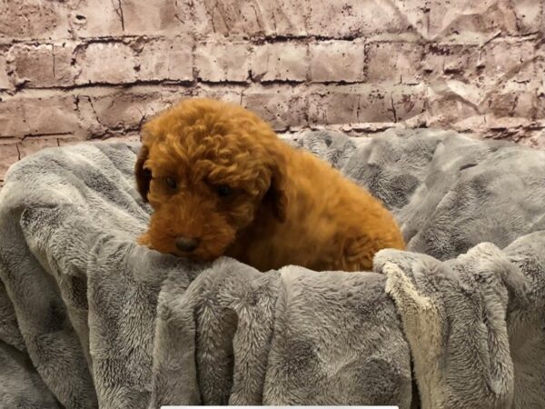 Poodle- Available 10/27-DOG-Female-Red-624-PetCenter Old Bridge, New Jersey
