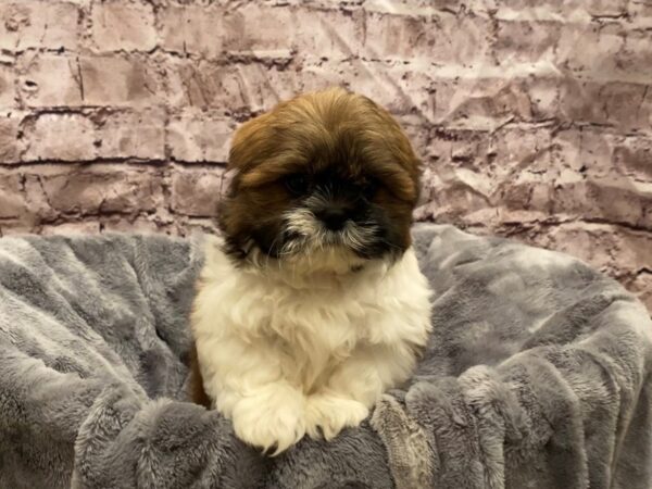 Shih Tzu- Available 10/27-DOG-Male-Gold / White-623-PetCenter Old Bridge, New Jersey