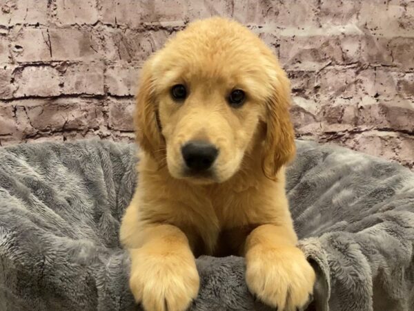 Golden Retriever- Available 10/27-DOG-Male-Golden-634-PetCenter Old Bridge, New Jersey