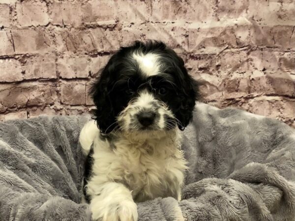Cavapoo- Available 10/27-DOG-Male-Black and White-638-PetCenter Old Bridge, New Jersey