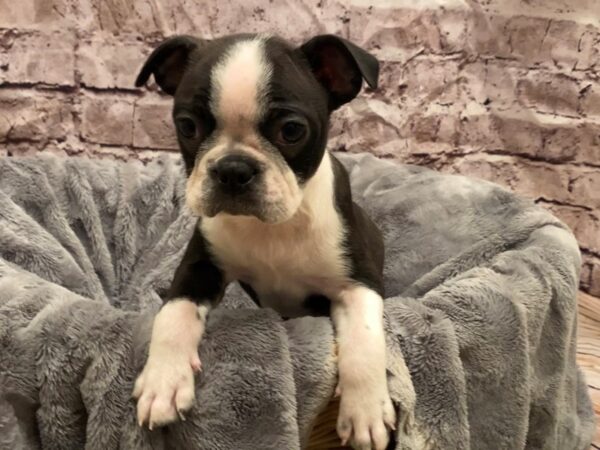 Boston Terrier- Available 10/27-DOG-Male-Black and White-631-PetCenter Old Bridge, New Jersey